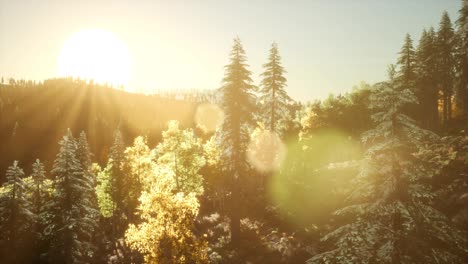 Forest-under-Sunrise-Sunbeams